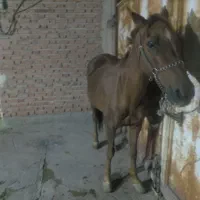 مادیون 7ساله