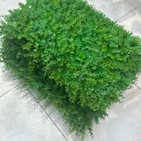 گرین وال ۸۰ در ۲۴۰