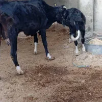 گاو...|حیوانات مزرعه|شادگان, |دیوار