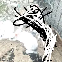 فروش خرگوش ارزان، سیاهو درگز