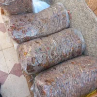 فروش خرمای شاهانی جهرم|خوردنی و آشامیدنی|شیراز, کوشک میدان|دیوار