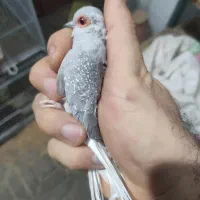 کبوتر زینتی الماسی