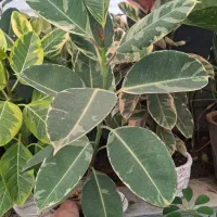 انواع گیاهان با پایین ترین قیمت قم هدیه روز مادر|گل و گیاه طبیعی|قنوات, |دیوار