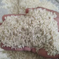 برنج کامفیروزی