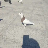 کفتر طوقی