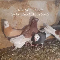 تعدادی کبوتر|پرنده|اردبیل, |دیوار