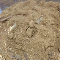 ادویه بریانی