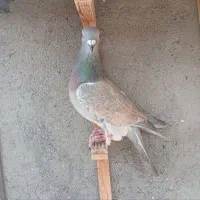 کفتر کبوتر رنگه آلمانی پرشی جفتگاه|پرنده|مشهد, بلال|دیوار