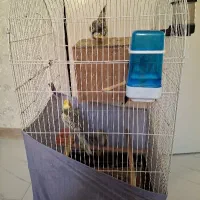 عروس هلندی 4تا