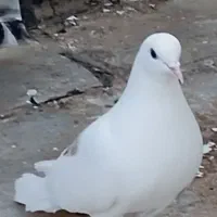 کفتر