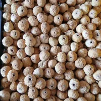 انجیر بش|خوردنی و آشامیدنی|شیراز, شهرک مهرگان|دیوار