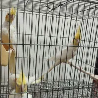 عروس لوتینو جفت|پرنده|تبریز, |دیوار