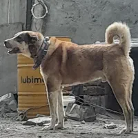 سگ گله ونگهبانی سفت سخت