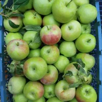 سیب گلاب درجه یک