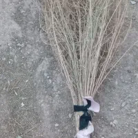 جارو|لوازم نظافت|خرم‌آباد, |دیوار