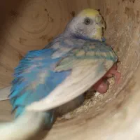 مرغ عشق مولد با جوجه|پرنده|میناب, |دیوار