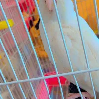 عروس|پرنده|گرگان, |دیوار