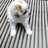 سگ.|سگ|ری, علایین|دیوار