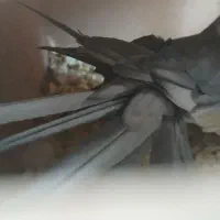 عروس هلندی|پرنده|سمیرم, |دیوار