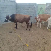 فروش دو راس گاو اوستن|حیوانات مزرعه|لامرد, |دیوار