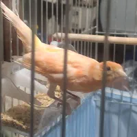 قناری نر بخون