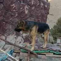 سگ ژرمن|سگ|کن, |دیوار