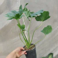 گل برگ انجیری فر