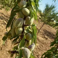 باغ بادام رقم پیوندی پوست کاغذی|فروش دفتر صنعتی، کشاورزی، تجاری|سنقر, |دیوار