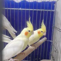 عروس هلندی|پرنده|اهواز, طالقانی|دیوار