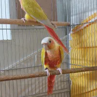 ردچیک