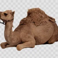 پشم خالص شتر