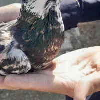 یک عدد کبوتر هفت رنگ گرفتم|پرنده|نیمروز, |دیوار