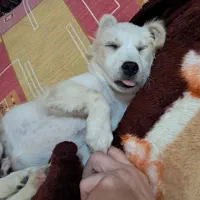 فروش سگ میکس پامر واشپیتز