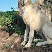 فروش سگ سرابی|سگ|املش, |دیوار