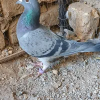 کفتر پرشی|پرنده|تربت‌حیدریه, میدان مرکزی|دیوار