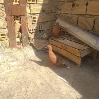 کفشناکاصلی|کیف، کفش، کمربند|ایذه, |دیوار