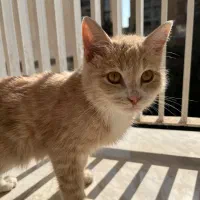 واگذاری رایگان گربه