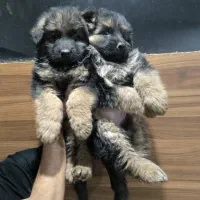 سگ ژرمن شپرد ماده مو بلند|سگ|تهران, توحید|دیوار