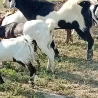 نربز پاکستانی مخصوص داشت