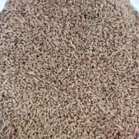 گندم تمیز