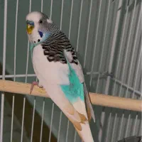 فروش مرغ عشق عالی وخوش رنگ