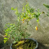 بنسای انار چندین ساله زیبا و سرحال|گل و گیاه طبیعی|رشت, گلباغ نماز|دیوار