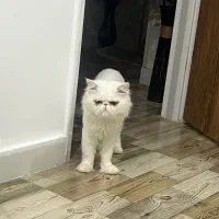 واگذاری گربه پرشین سفید