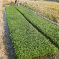 کشت دوم برنج طارم هاشمی اعلاء|خوردنی و آشامیدنی|سرخرود, |دیوار