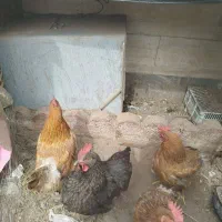 مرغ تخم گذار.