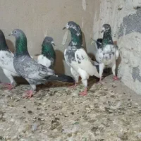 کبوتر پاکستانی تیدی|پرنده|رضوانشهر, |دیوار