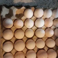 فروش تخم خوراکی بوقلمون