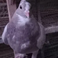 جوجه نر شغلا شده