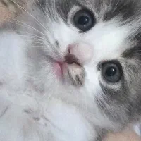 گربه پرشین ـ مناسب