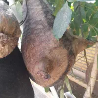 هیزه|ظروف نگهدارنده، پلاستیکی، یکبارمصرف|الشتر, |دیوار